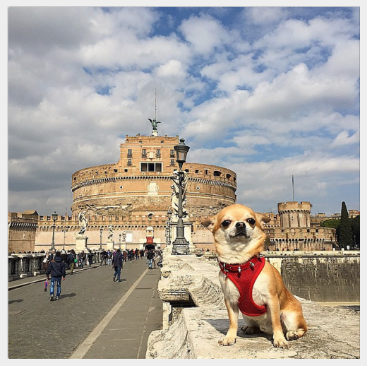 世界で最もよく旅行されている犬に会いましょう 